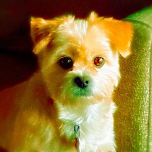 Meet your Posher, Jesse